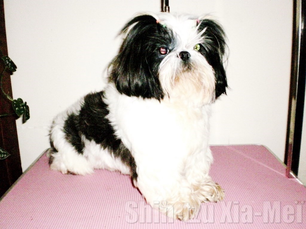 shih tzu pédigrée st hubert