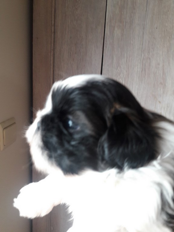 shih-tzu mini a vendre