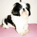 shih tzu pédigrée st hubert